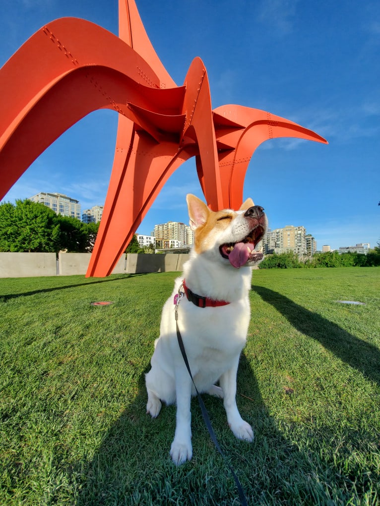 Lucy, an Australian Cattle Dog and Siberian Husky mix tested with EmbarkVet.com