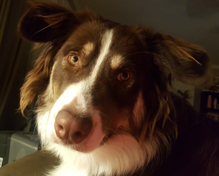Copper, an Australian Shepherd and Border Collie mix tested with EmbarkVet.com