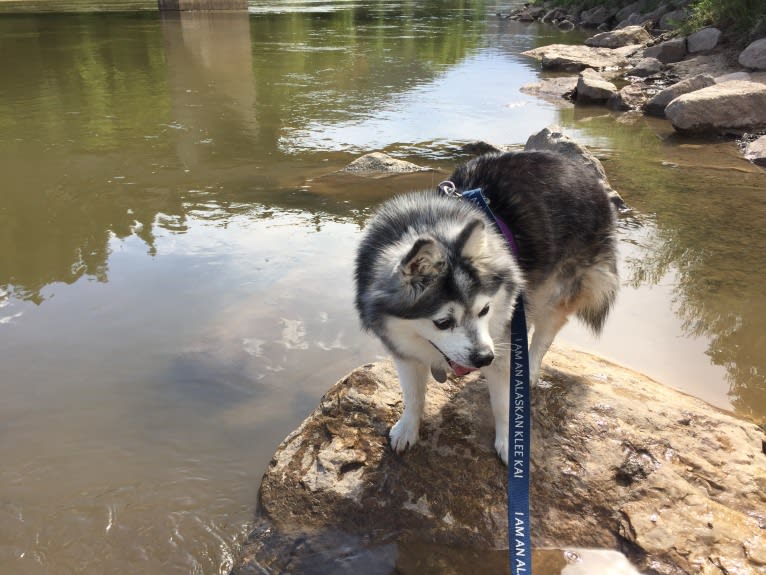 Pearl, an Alaskan Klee Kai tested with EmbarkVet.com