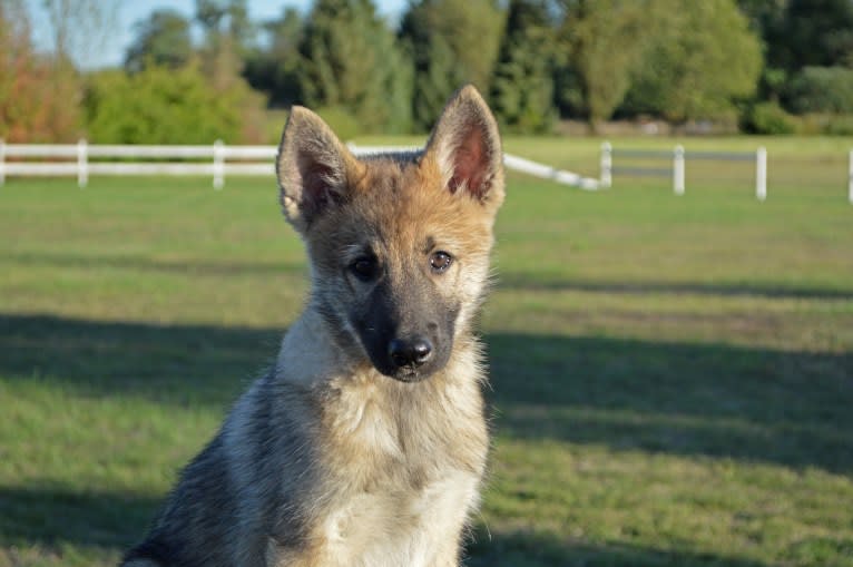 Alfa, a Siberian Husky and Belgian Sheepdog mix tested with EmbarkVet.com