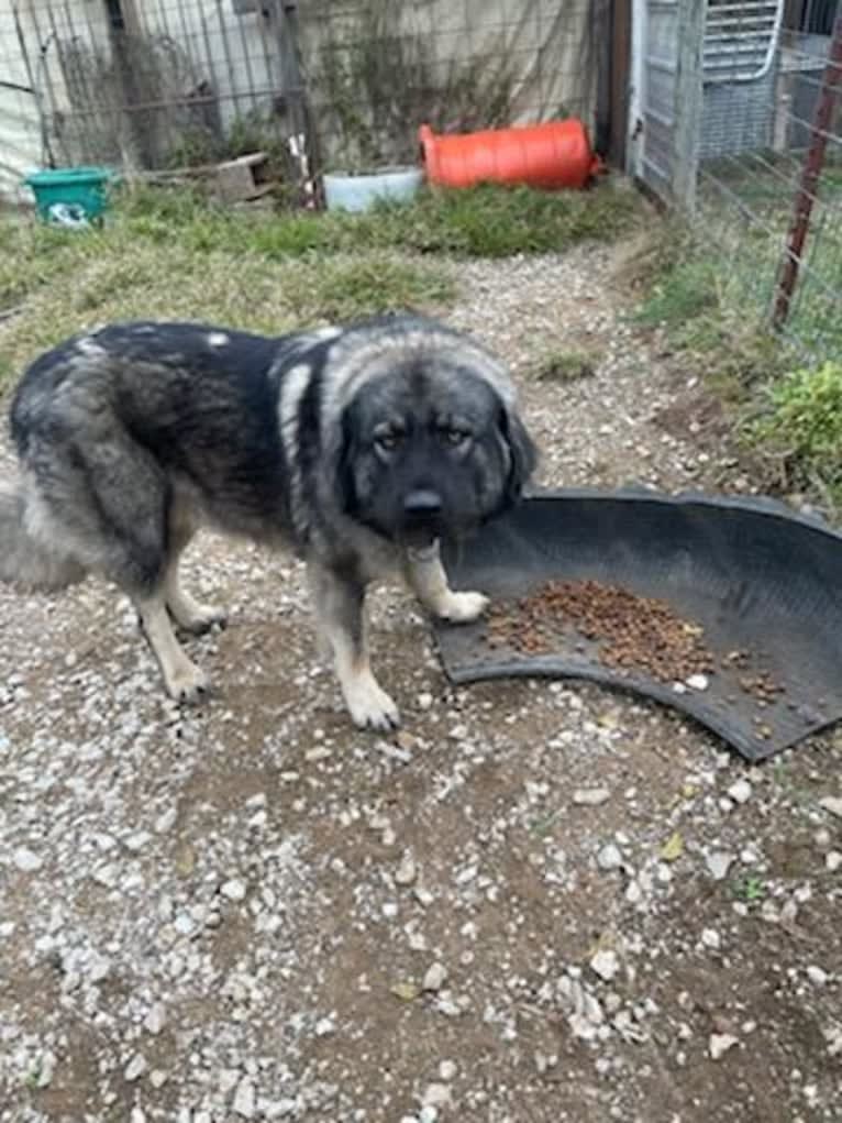 Stormie, a Sarplaninac tested with EmbarkVet.com