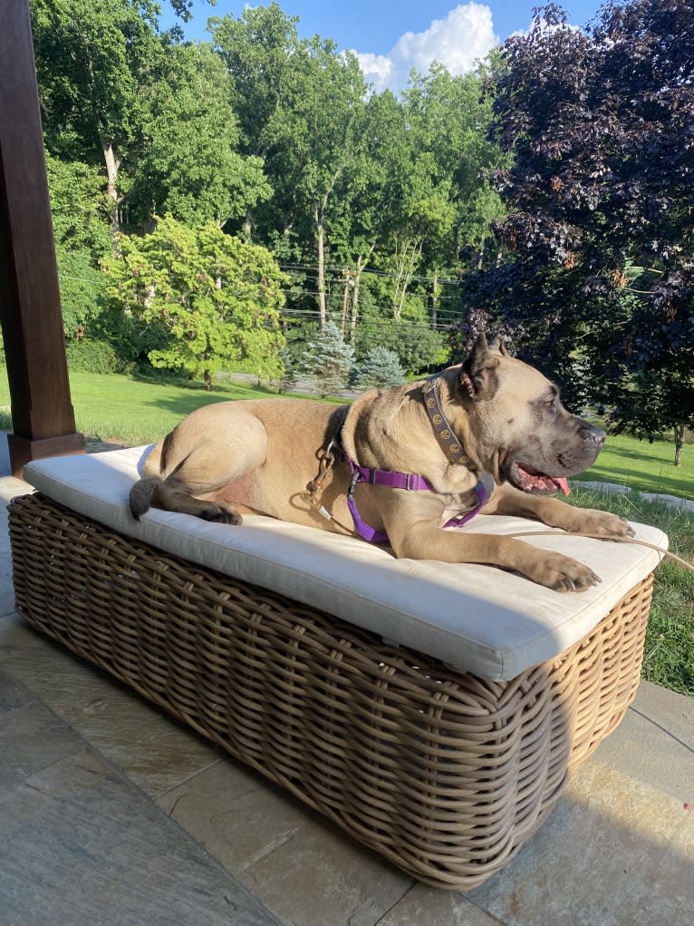 zerah, a Perro de Presa Canario tested with EmbarkVet.com