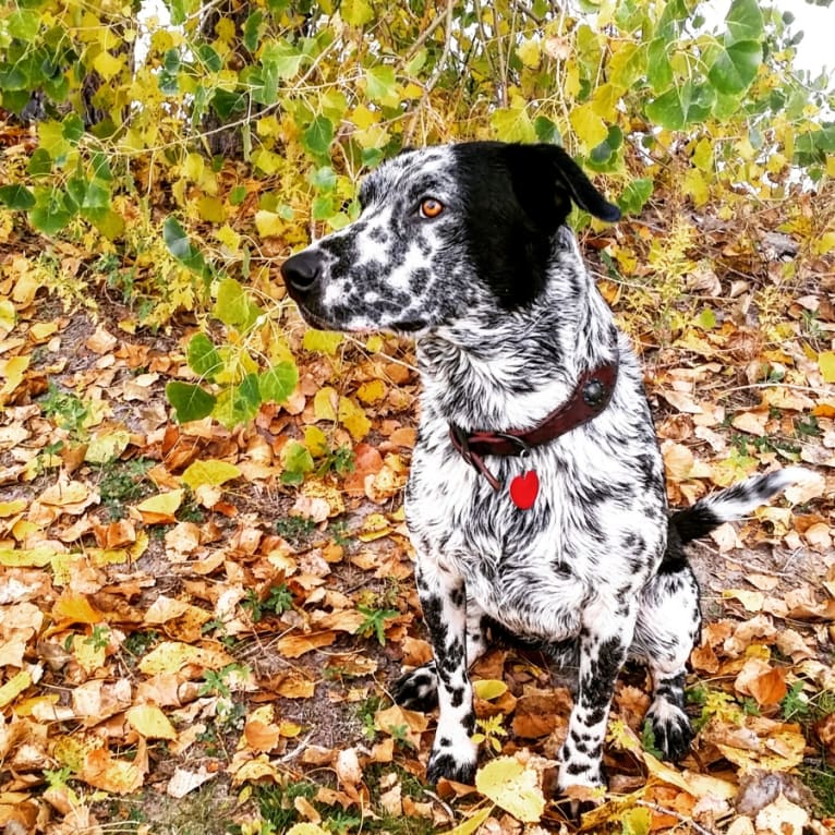 Rowdy, an Australian Cattle Dog and Border Collie mix tested with EmbarkVet.com