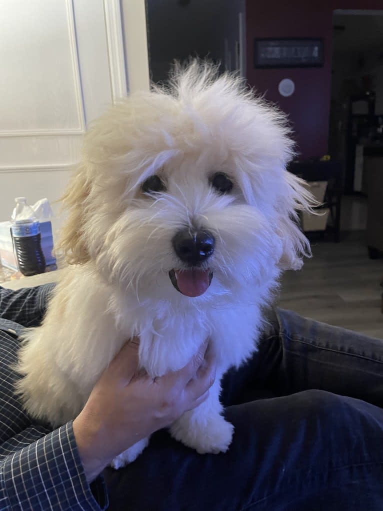 Leo, a Coton de Tulear tested with EmbarkVet.com