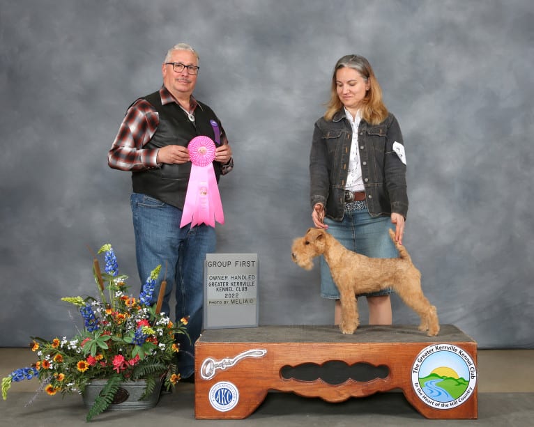 Farrah, a Lakeland Terrier tested with EmbarkVet.com
