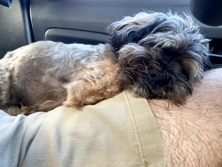 Dakota, a Shihpoo tested with EmbarkVet.com