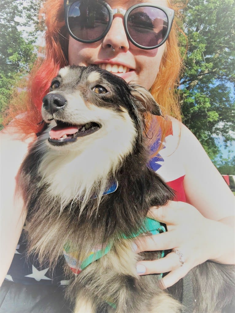 Teddy, a Chihuahua and Pomeranian mix tested with EmbarkVet.com