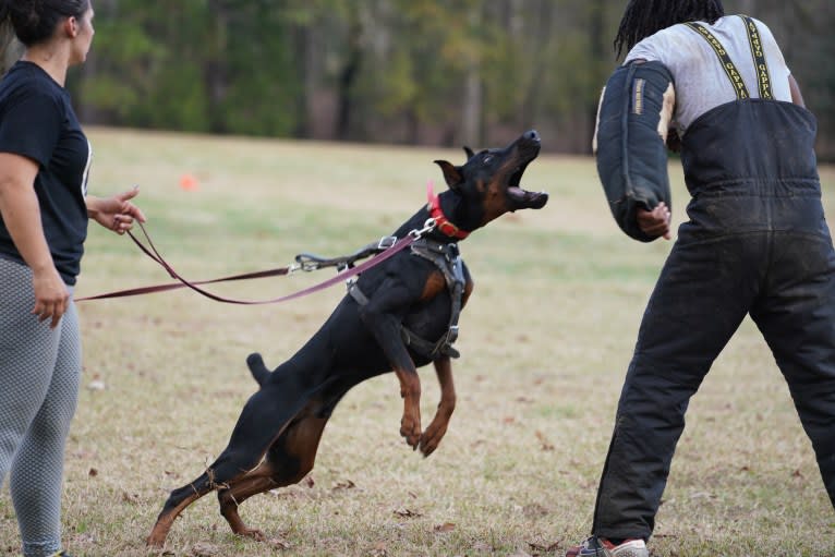 Duke, a Doberman Pinscher tested with EmbarkVet.com