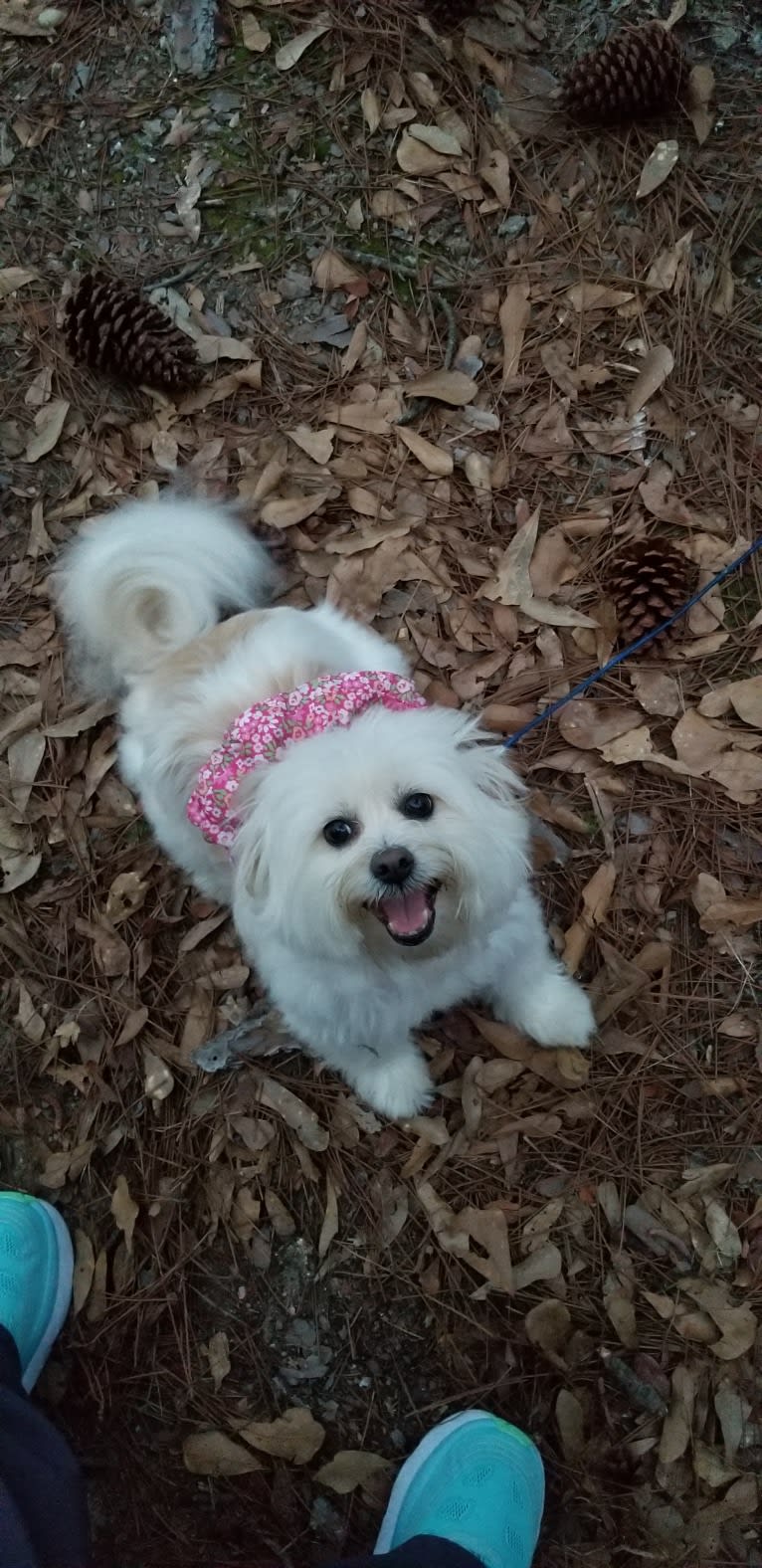 Photo of Sophie, a Pomeranian, Chihuahua, Poodle (Small), and Mixed mix in Longview, Texas, USA
