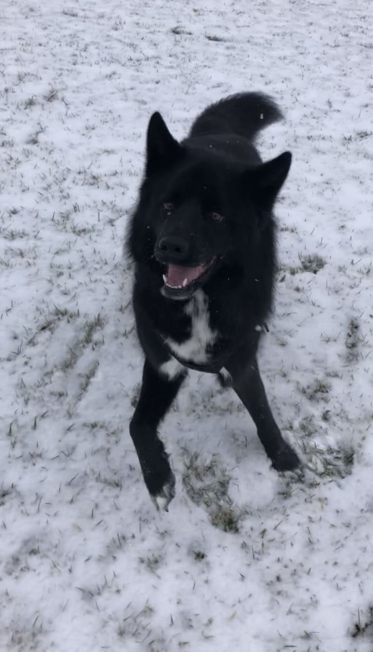 Oliver, a Siberian Husky and Labrador Retriever mix tested with EmbarkVet.com