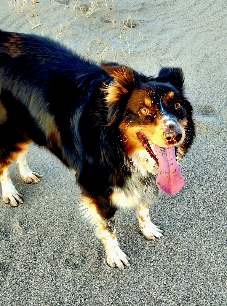 Lancer, an Australian Shepherd and Australian Cattle Dog mix tested with EmbarkVet.com