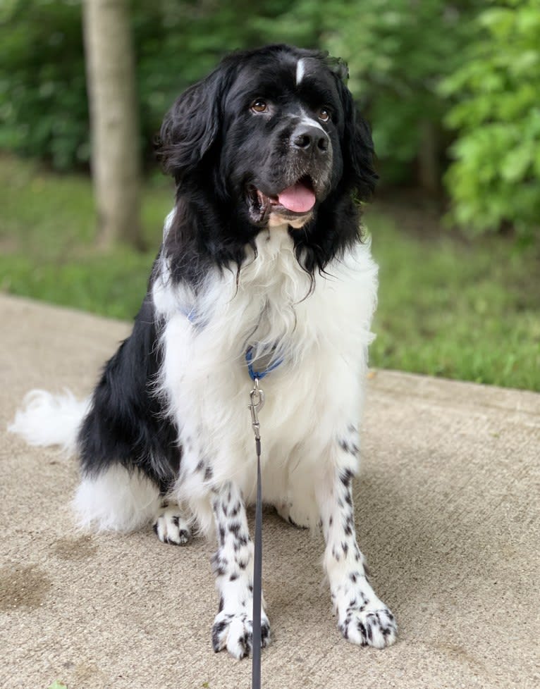 Huey, a Newfoundland tested with EmbarkVet.com