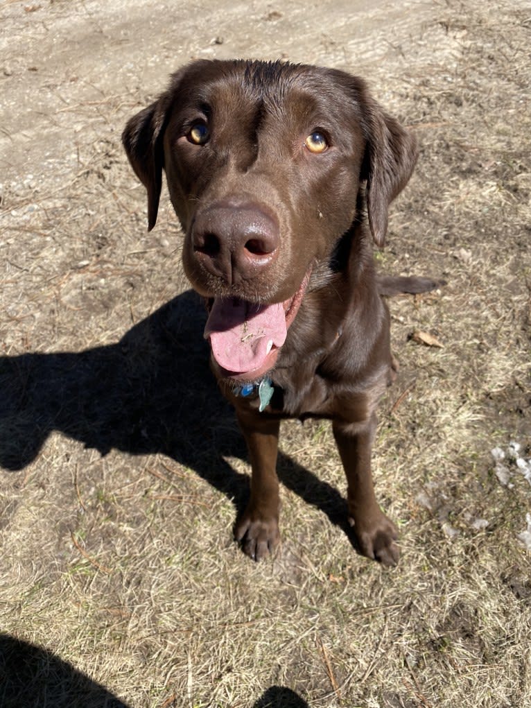 MD’s Goose Maverick, a Labrador Retriever tested with EmbarkVet.com