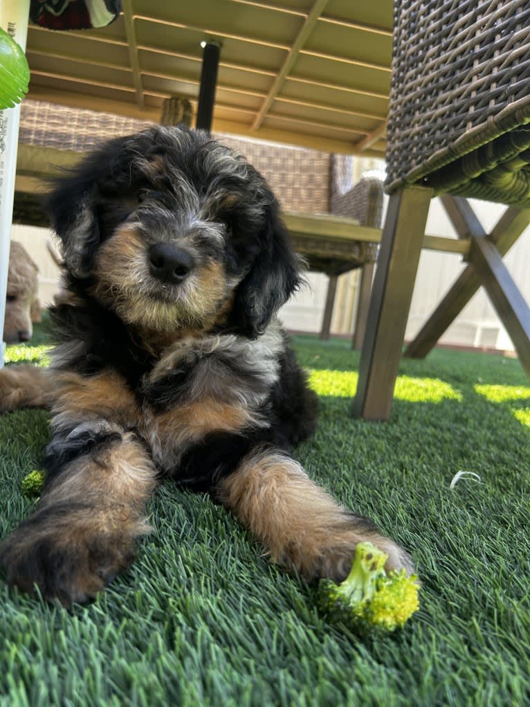 Lady Willowmina, a Goldendoodle tested with EmbarkVet.com