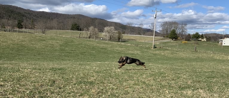 Echo, a German Shepherd Dog tested with EmbarkVet.com
