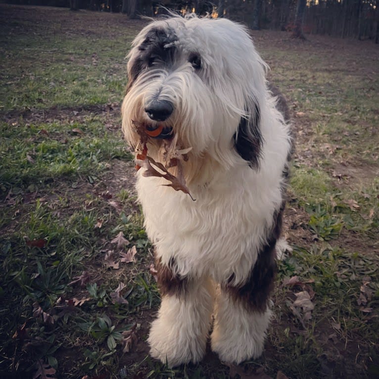 Owen, a Sheepadoodle tested with EmbarkVet.com