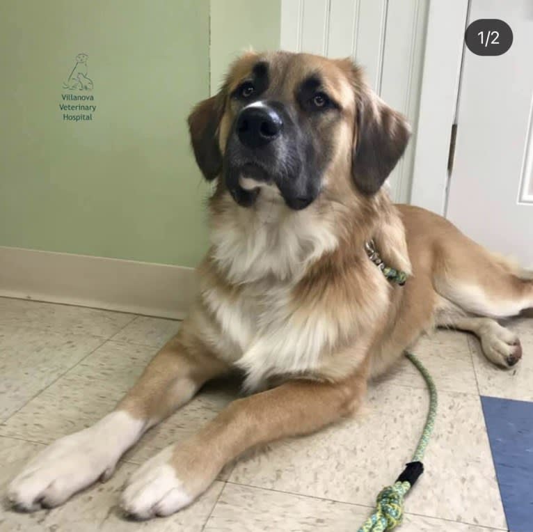 Jordy, an American Pit Bull Terrier and Great Pyrenees mix tested with EmbarkVet.com