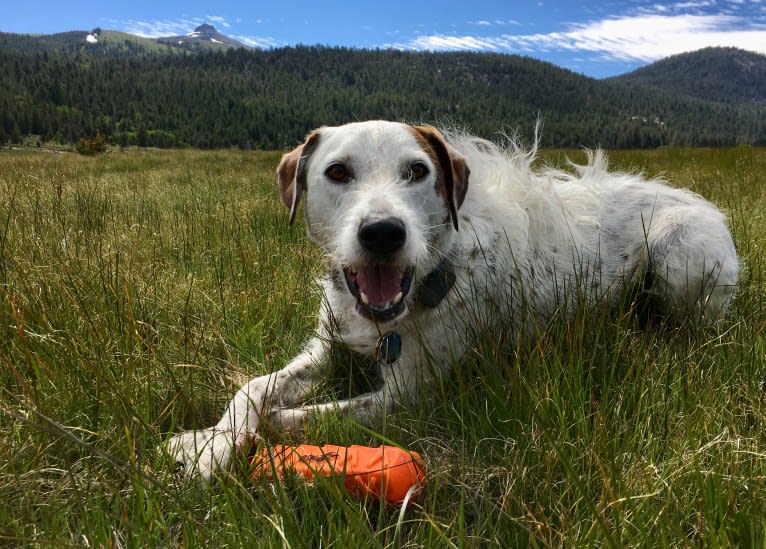 Sherlock, an Australian Cattle Dog and Poodle (Standard) mix tested with EmbarkVet.com