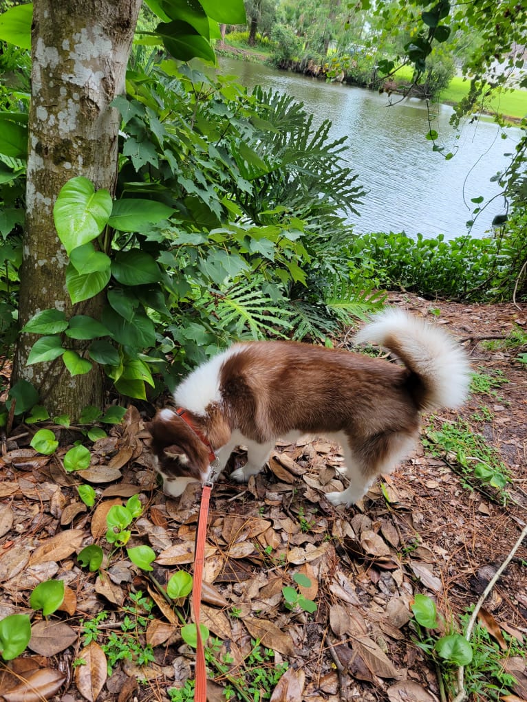 London, a Siberian Husky tested with EmbarkVet.com