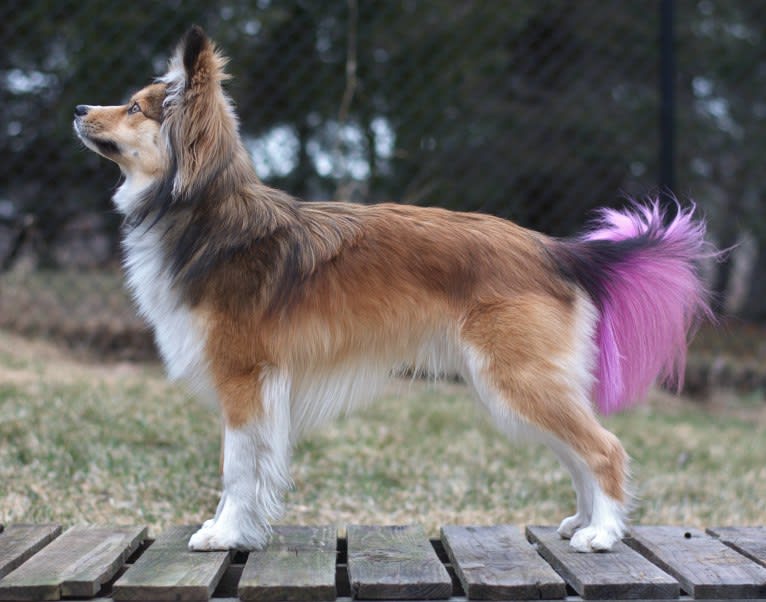 Weller, a Papillon and Siberian Husky mix tested with EmbarkVet.com