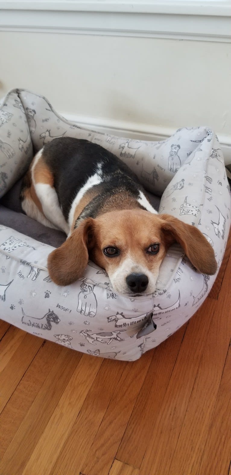 Libby, a Beagle tested with EmbarkVet.com