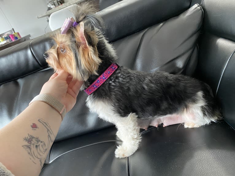 Belle, a Biewer Terrier tested with EmbarkVet.com