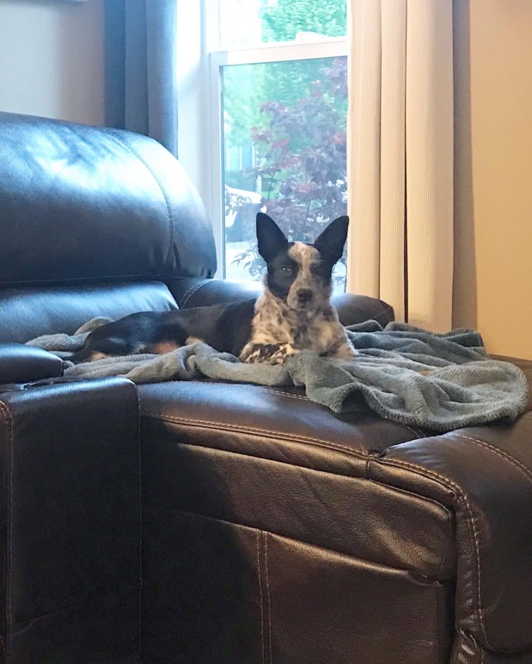 Oreo, an Australian Cattle Dog and Rat Terrier mix tested with EmbarkVet.com