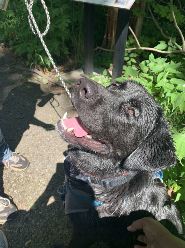 Tank, a Newfoundland and Labrador Retriever mix tested with EmbarkVet.com