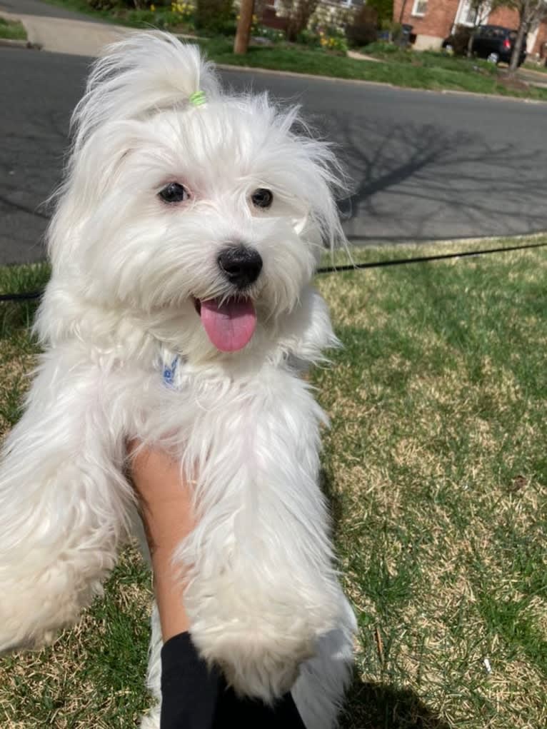 Luca, a Maltese tested with EmbarkVet.com