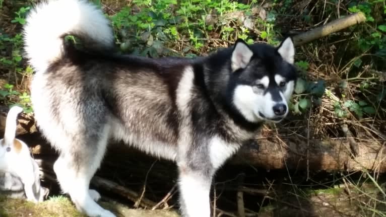 Kaskae, an Alaskan Malamute tested with EmbarkVet.com