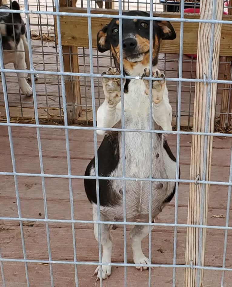 Gypsy, a Teddy Roosevelt Terrier tested with EmbarkVet.com