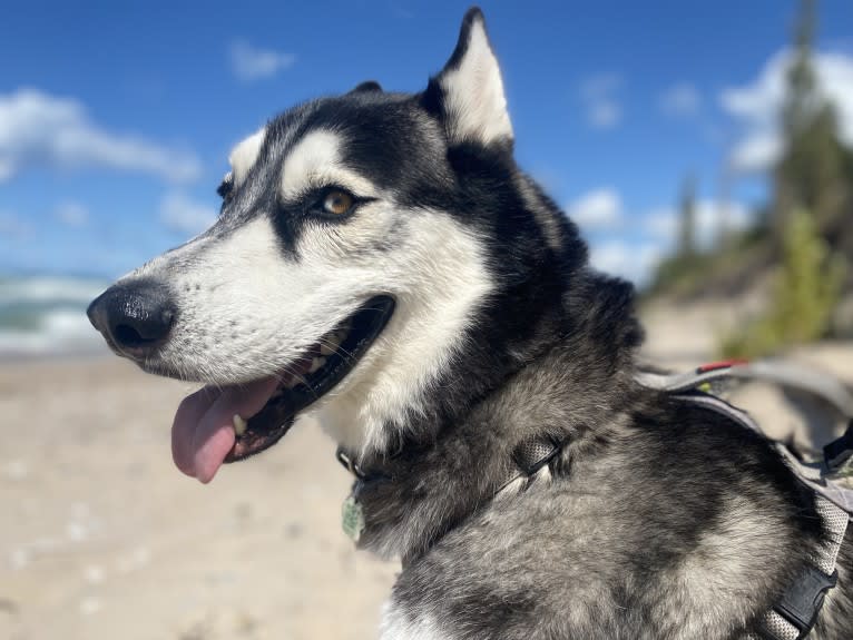 Marko, a Siberian Husky tested with EmbarkVet.com