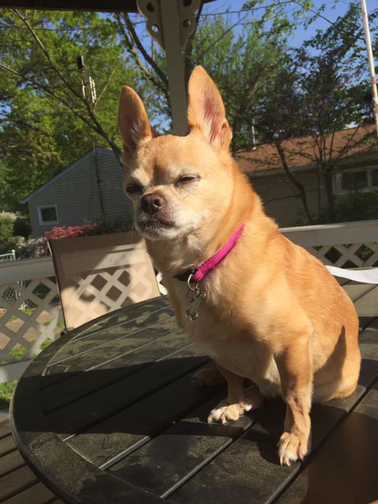 Nellie, a Chihuahua and Pekingese mix tested with EmbarkVet.com