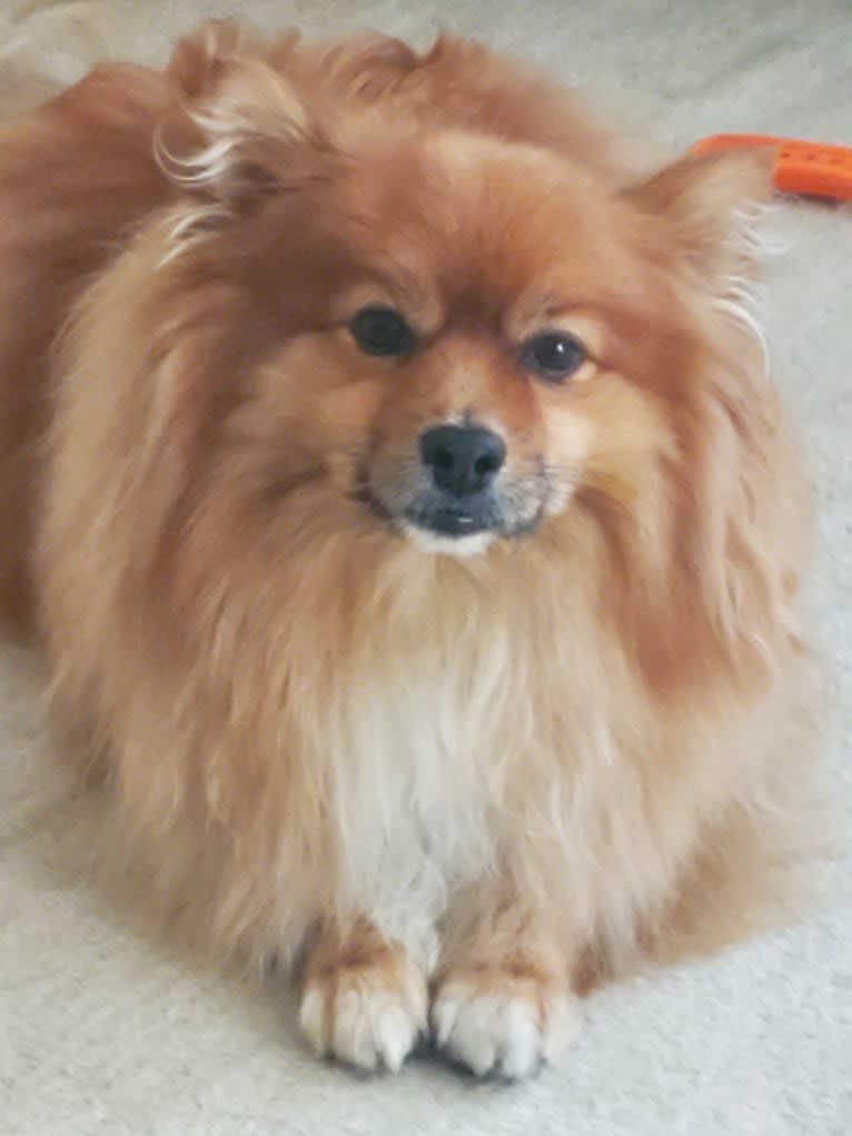 Bear, a Pomeranian tested with EmbarkVet.com