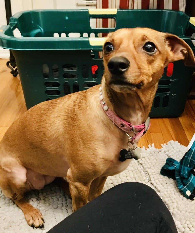 Milia, a Chihuahua and Dachshund mix tested with EmbarkVet.com