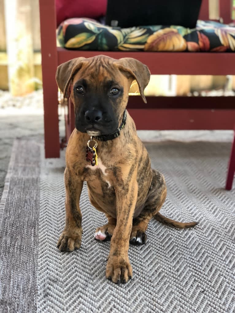 Roman, a Boxer and German Shepherd Dog mix tested with EmbarkVet.com