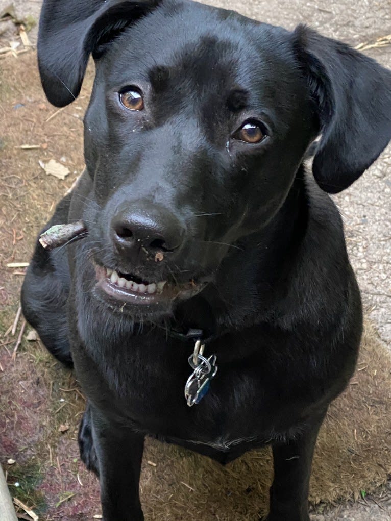 Ridley, a Labrador Retriever and American Pit Bull Terrier mix tested with EmbarkVet.com