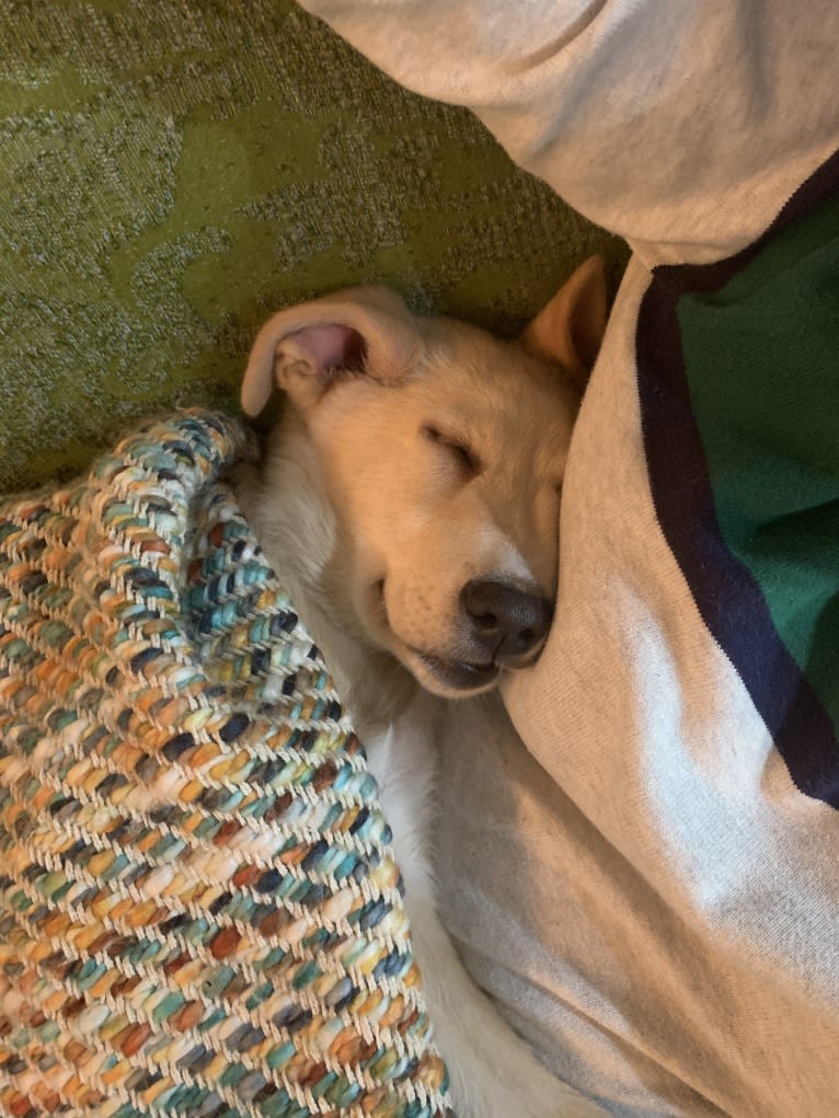 Linus, a German Shepherd Dog and Great Pyrenees mix tested with EmbarkVet.com