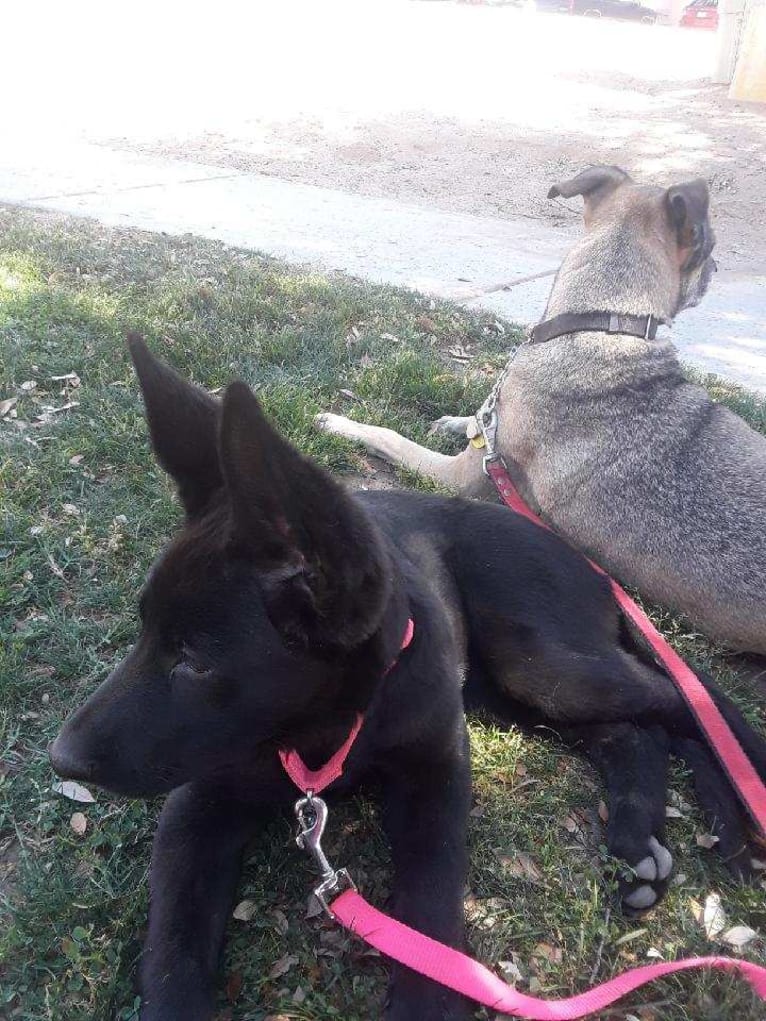 Ruby, a German Shepherd Dog tested with EmbarkVet.com