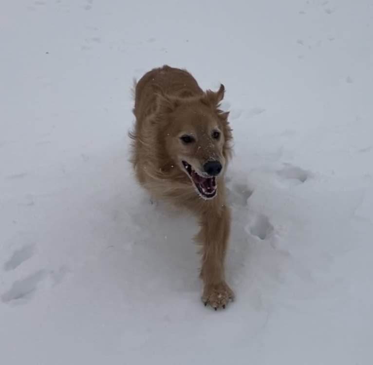 Timber “Gross Manor’s I’ll Be The One You Won’t Forget”, a Golden Retriever tested with EmbarkVet.com