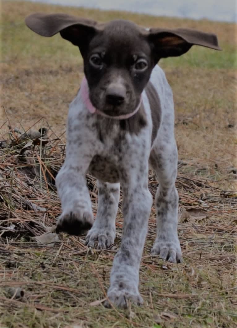 Meeka Santos, a German Shorthaired Pointer tested with EmbarkVet.com