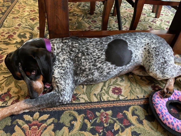 Tessa, a Bluetick Coonhound tested with EmbarkVet.com