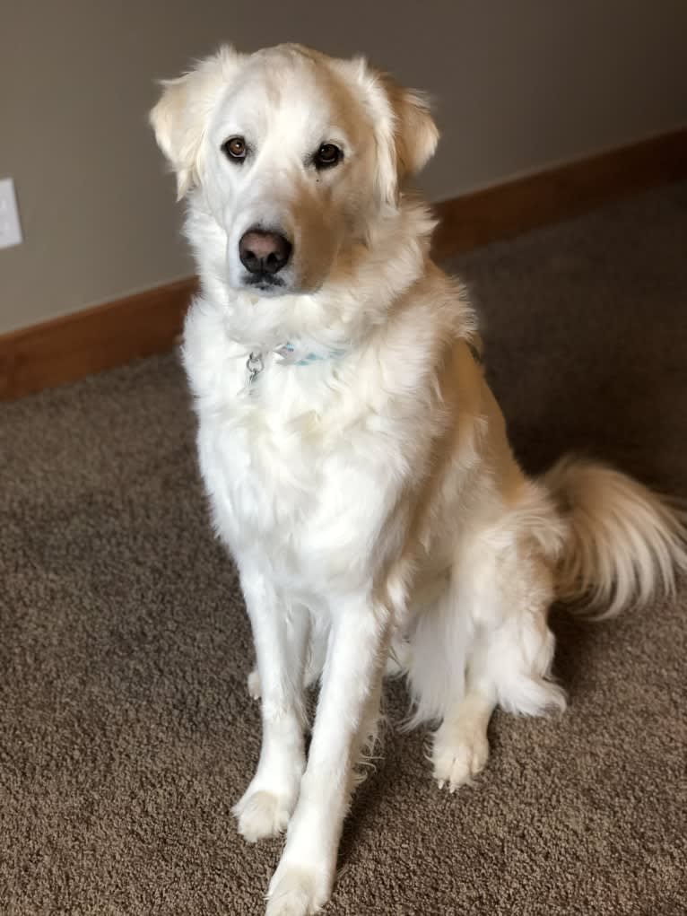 Scout, a Great Pyrenees tested with EmbarkVet.com