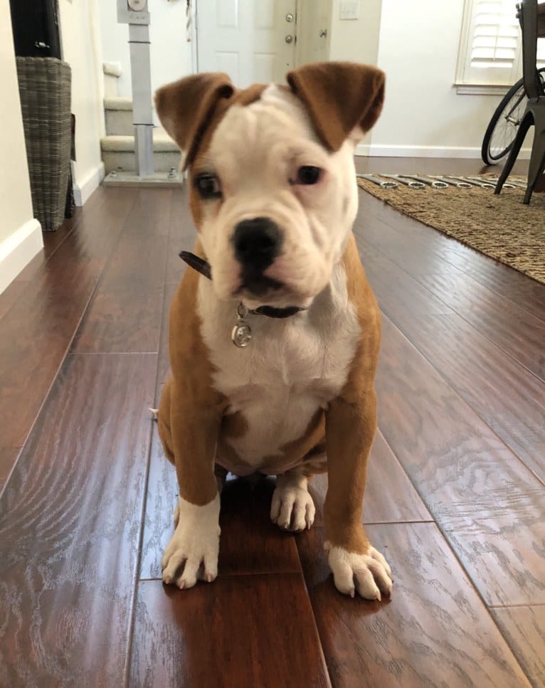 Daisy Duke, an American Bulldog tested with EmbarkVet.com