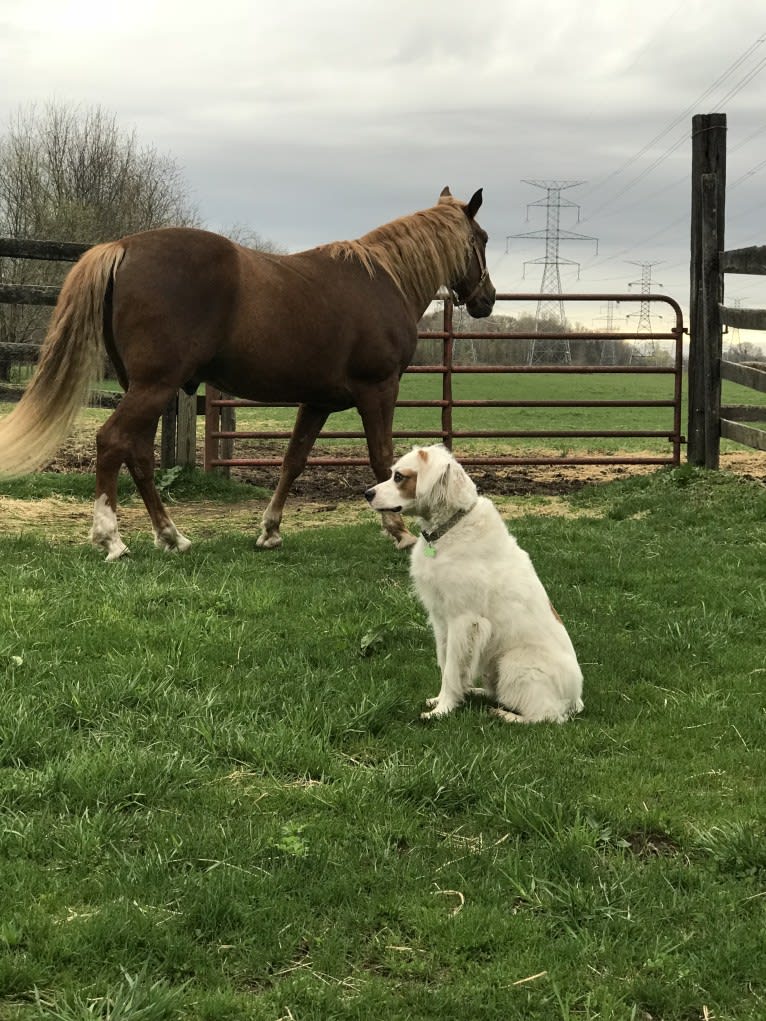 Bogie, a Boxer and Brittany mix tested with EmbarkVet.com