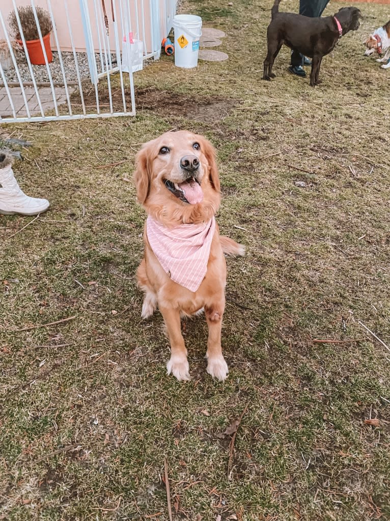 Marley, a Golden Retriever tested with EmbarkVet.com