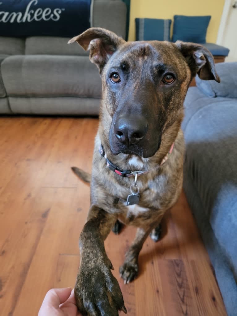 YOGI, a German Shepherd Dog and American Pit Bull Terrier mix tested with EmbarkVet.com