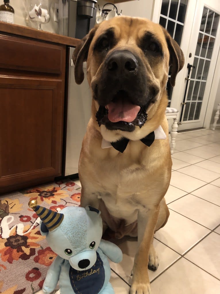 Baloo, a Cane Corso and Labrador Retriever mix tested with EmbarkVet.com