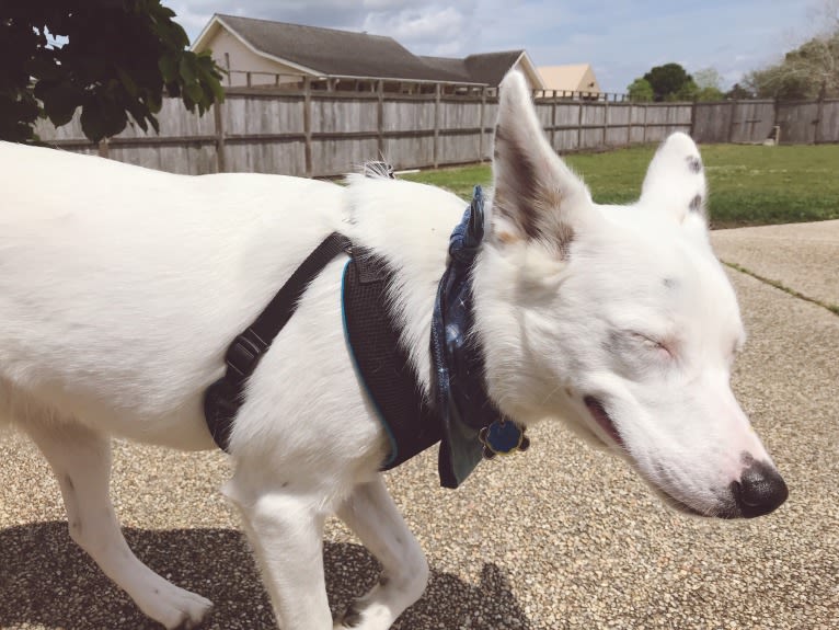 Finn, an Australian Cattle Dog and Australian Shepherd mix tested with EmbarkVet.com