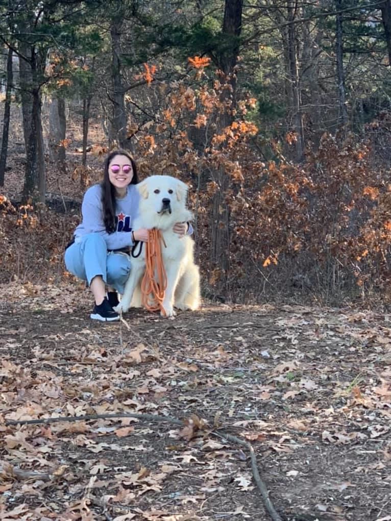 Ozzy, a Great Pyrenees tested with EmbarkVet.com